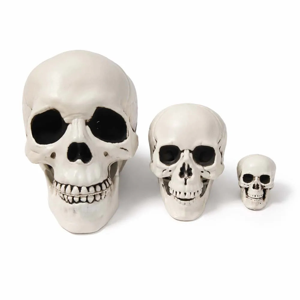 Realistic Plastic Skull Decoration
