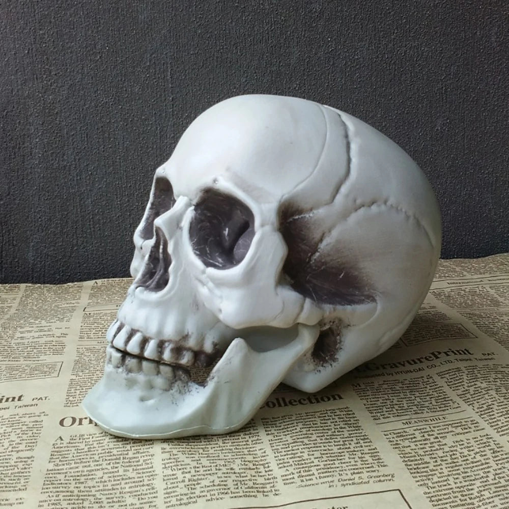 Realistic Plastic Skull Decoration