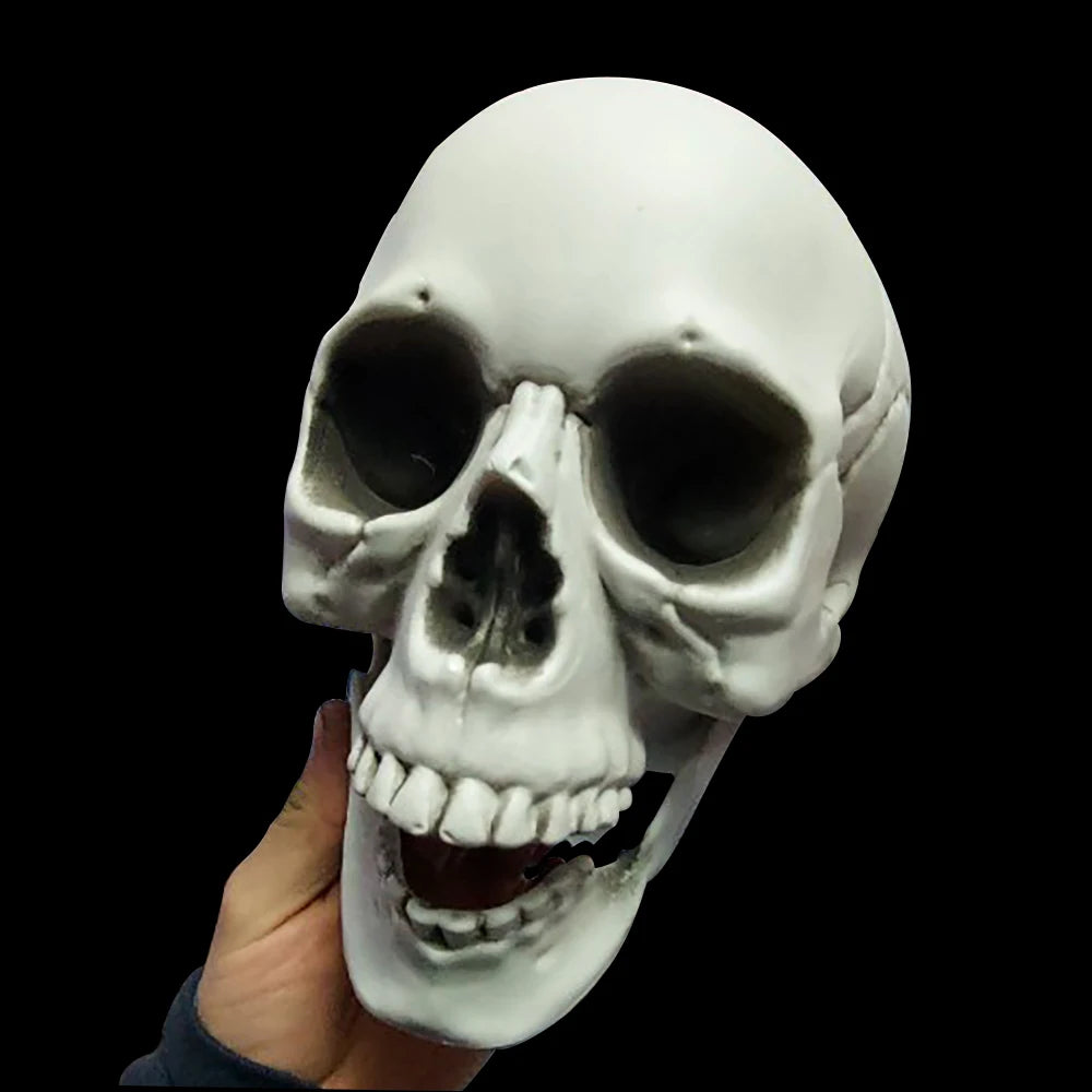 Realistic Plastic Skull Decoration
