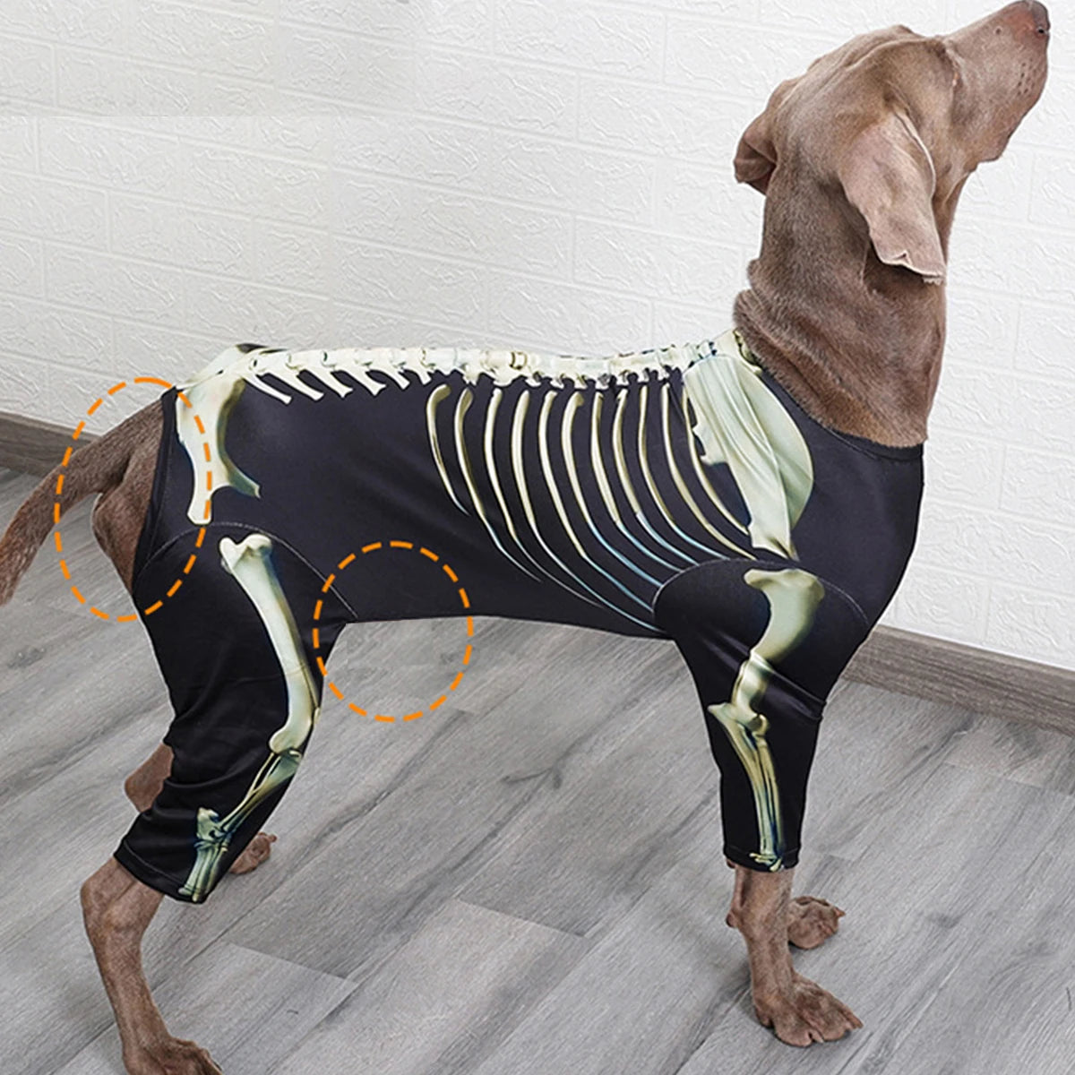 Pet Skeleton Costume