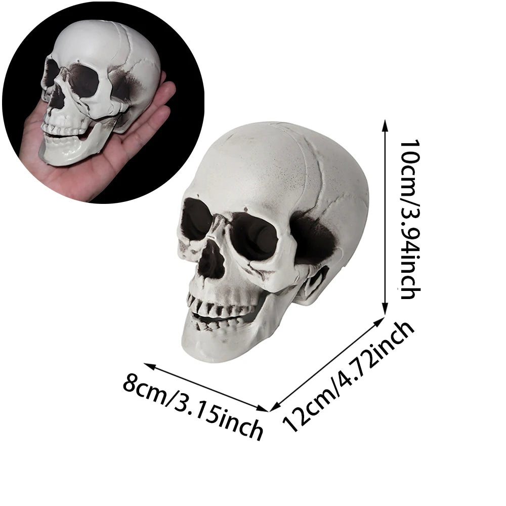 Realistic Plastic Skull Decoration