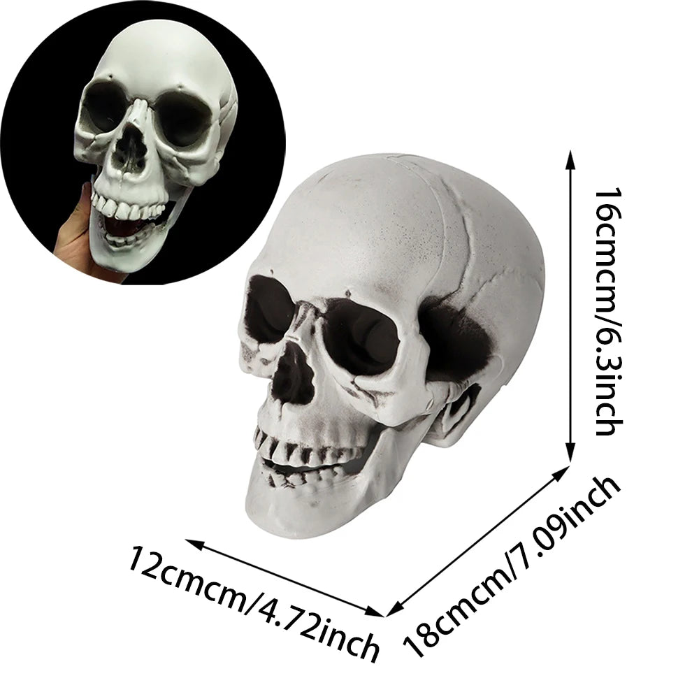 Realistic Plastic Skull Decoration
